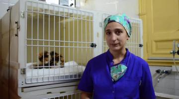 escala de dolor de felino