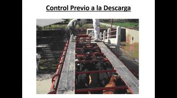 Faena de Bovino parte 1