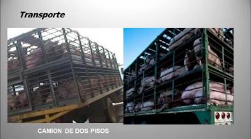 Faena Porcinos Parte 1 