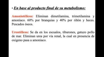 Productos pesqueros Parte 3