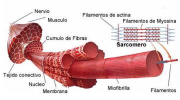 Rigor Mortis y Maduracion