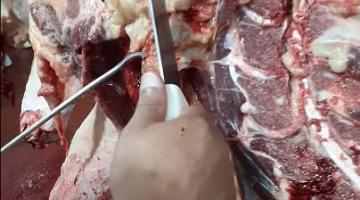 Prepectoral